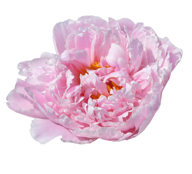 istock pale pink peonies isolated on white background 697871372