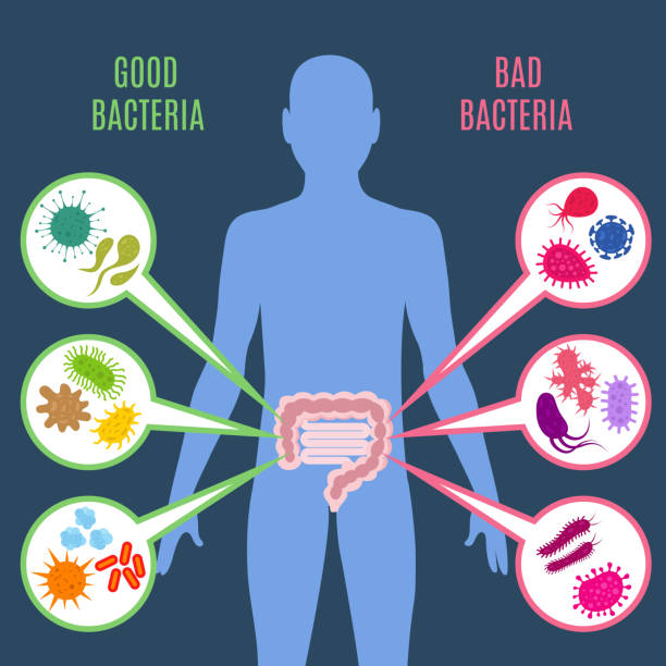 illustrazioni stock, clip art, cartoni animati e icone di tendenza di concetto di vettore di salute intestinale intestinale con icone di batteri e probiotici - bacteriologist
