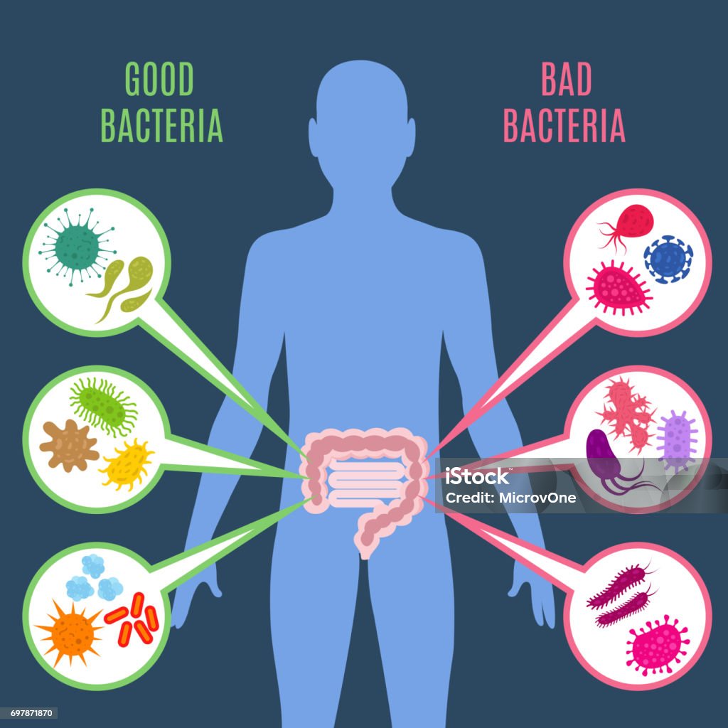 Intestinal flora gut health vector concept with bacteria and probiotics icons Intestinal flora gut health vector concept with bacteria and probiotics icons. Human flora good and bad microorganism illustration Intestine stock vector