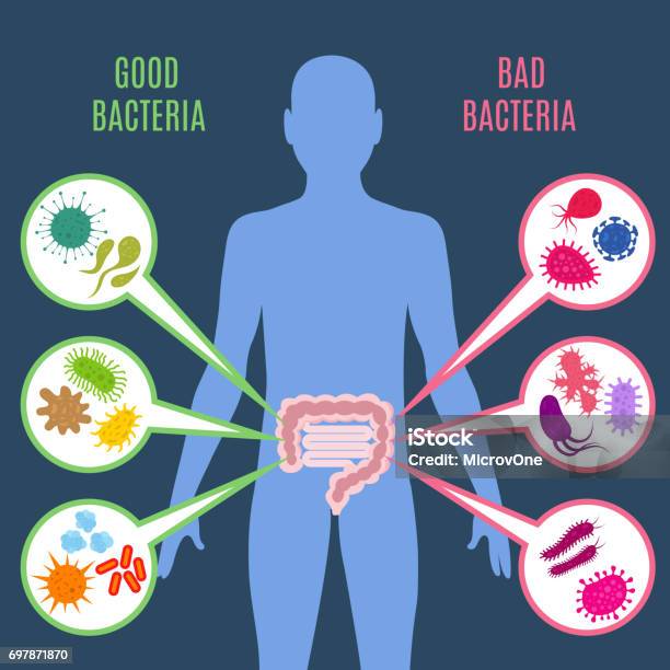 Intestinal Flora Gut Health Vector Concept With Bacteria And Probiotics Icons Stock Illustration - Download Image Now