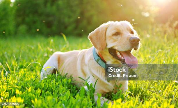 Labrador In The Nature Stock Photo - Download Image Now - Mosquito, Dog, Pets