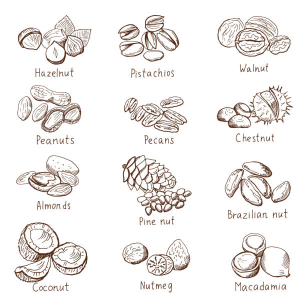 doodle-muttern. vektor handgezeichneten satz isoliert auf weiß - walnut nut nutshell peanut stock-grafiken, -clipart, -cartoons und -symbole