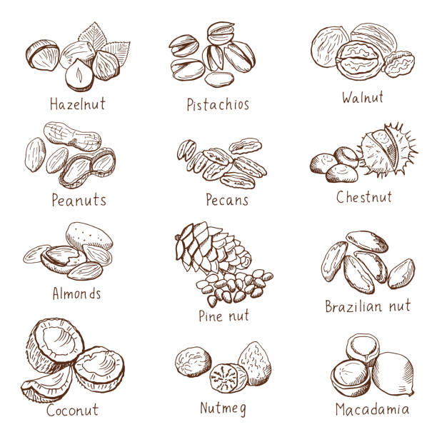 낙서 너트입니다. 화이트에 격리 벡터 손으로 그린 세트 - nut spice peanut almond stock illustrations