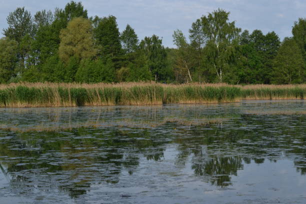 istock A river overgrown with reeds and water lilies 697875028