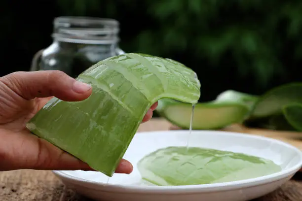 Woman hand hold aloe vera leaf with gel, a kind of herbal medicine with many use in health care, also organic cosmetic, skin care