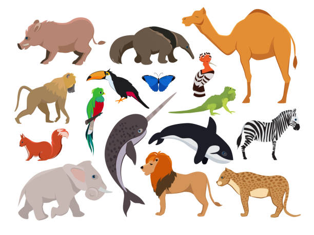 Zoo wild animals. Cute vector characters isolate on white Zoo wild animals. Cute vector characters isolate on white. Parrot and camel animals cartoon, monkey and boar illustration the boar fish stock illustrations