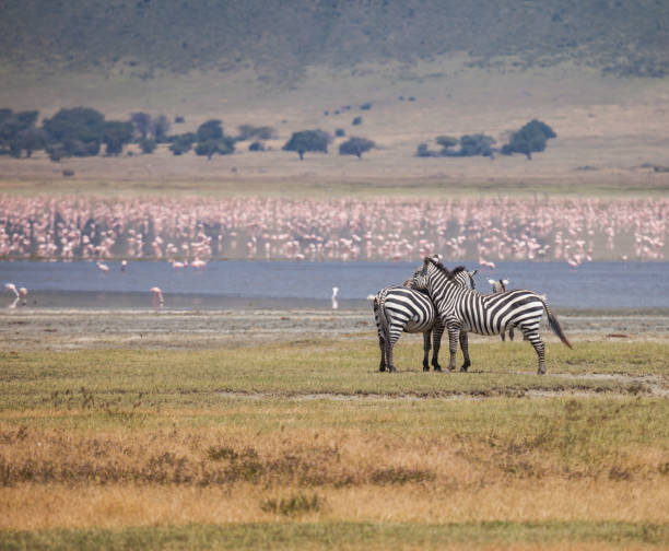 istock Ngorongoro Conservation Area 697881826