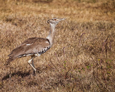 secretary bird walking on wild grass. The secretarybird or secretary bird (Sagittarius serpentarius) is a very large, mostly terrestrial bird of prey. Endemic to Africa.