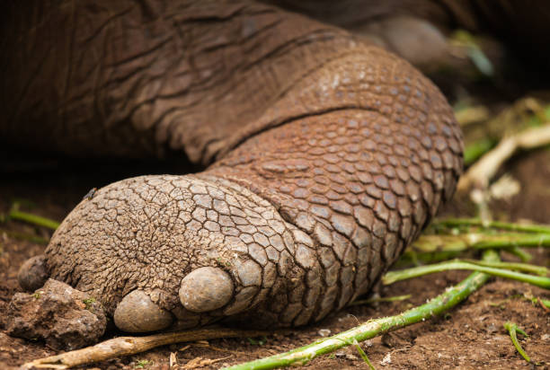 istock leg of galapagos turtle 697881844