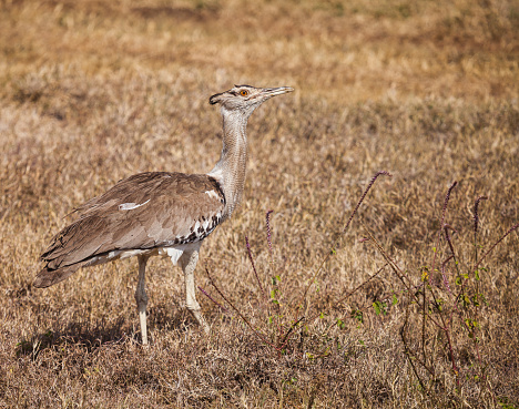 Largest bustard and near-threatened.