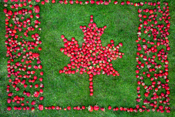 Canadian flag with maple leaf made of strawberries on a green lawn to celebrate Canada Day Canadian flag with maple leaf made of strawberries on a green lawn to celebrate Canada Day. 150th anniversary stock pictures, royalty-free photos & images