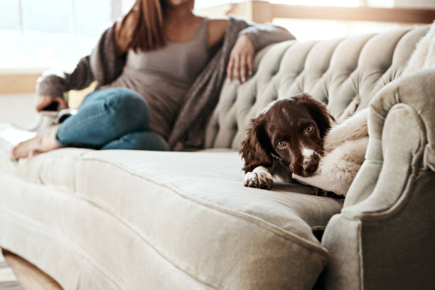 istock Life without dogs- I don't think so! 697888148