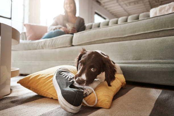 I’ll teach her not to put on shoes and leave Shot of an adorable dog playing with his owner's shoe chewing photos stock pictures, royalty-free photos & images