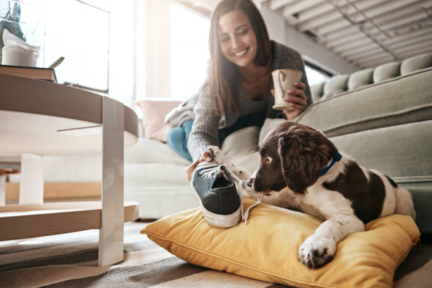 istock What do want me to do with this stinky shoe?! 697888328
