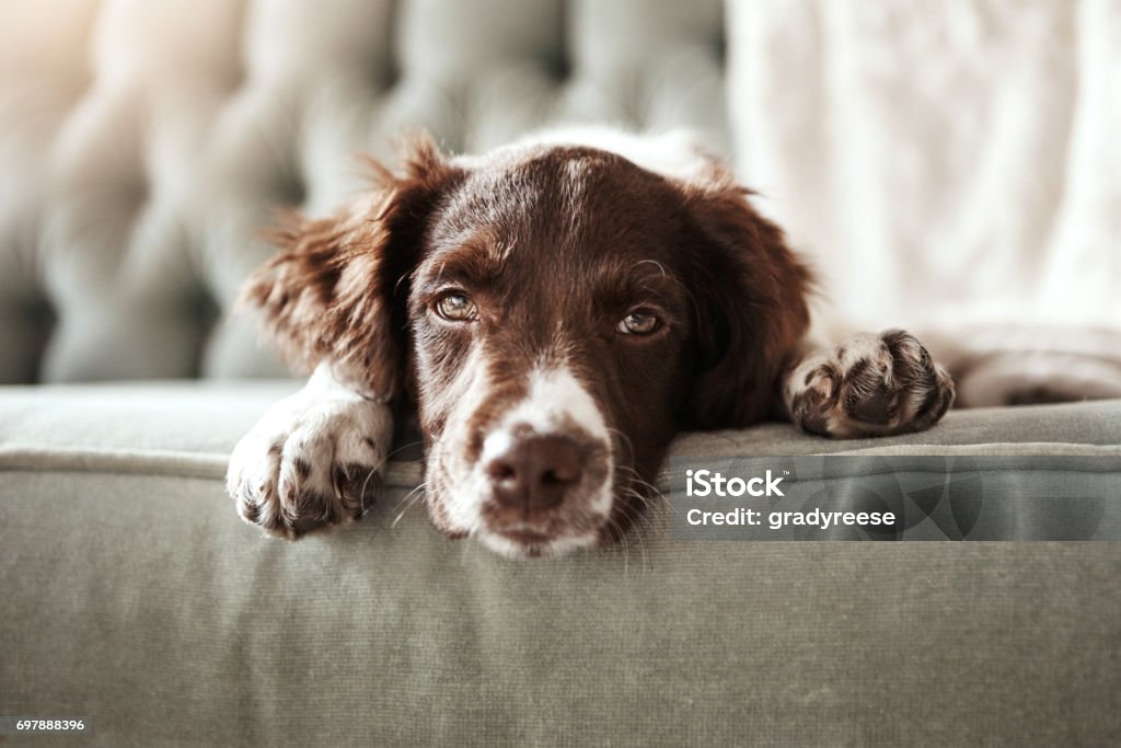 I need a hug right now! Shot of an adorable dog looking bored while lying on the couch at home Dog Stock Photo