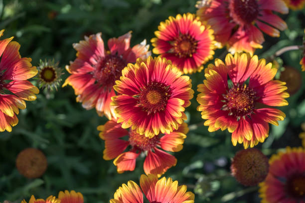 istock Gaillardia pulchella 697893422