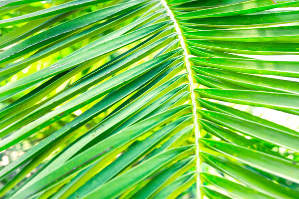 istock Spiky palm tree leaf, texture close up, green tropical foliage background, summer vacation, ocean, vibrant colors 697894574