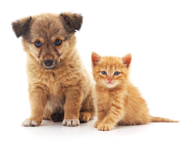 istock Puppy and kitten. 697894760