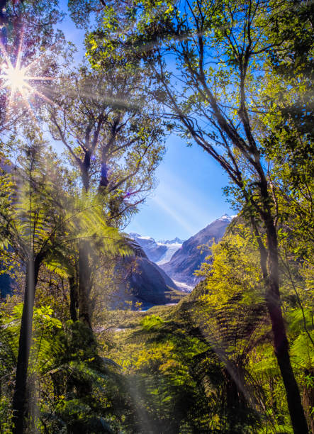 Looking through the trees towards the Fox Glacier on New Zealand's South Island.