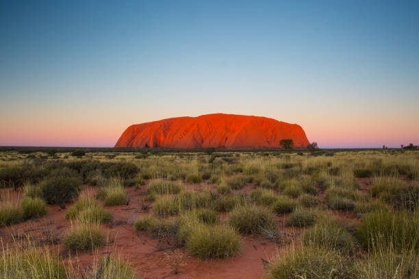 uluru bei sonnenuntergang - australian outback stock-fotos und bilder