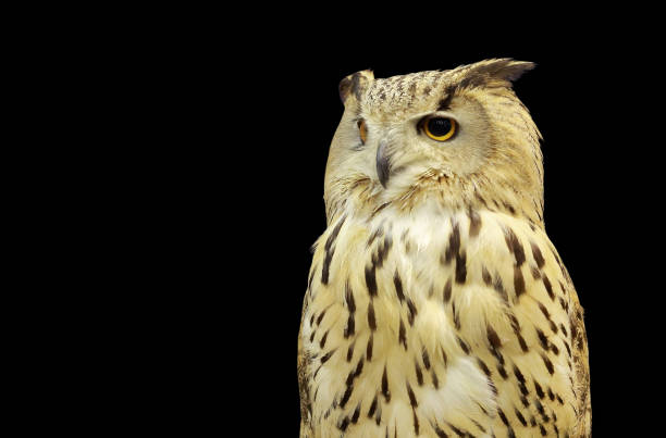 istock Western Siberian Eagle Owl isolated on black background. 697903196