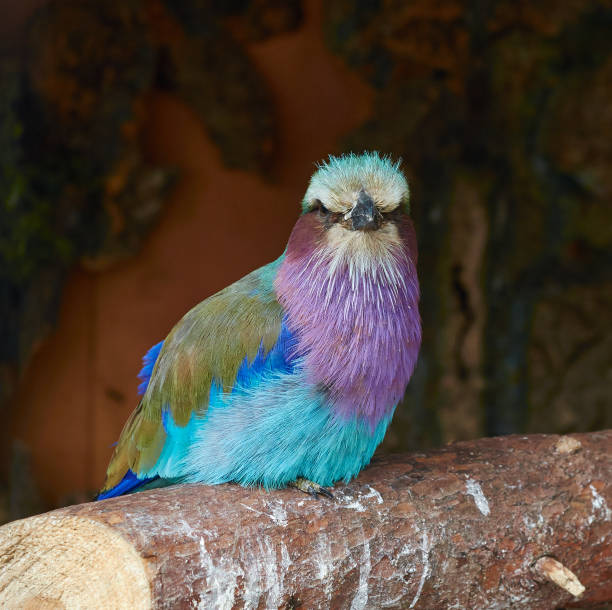 istock Portrait of Lilac breasted roller close up. 697905744