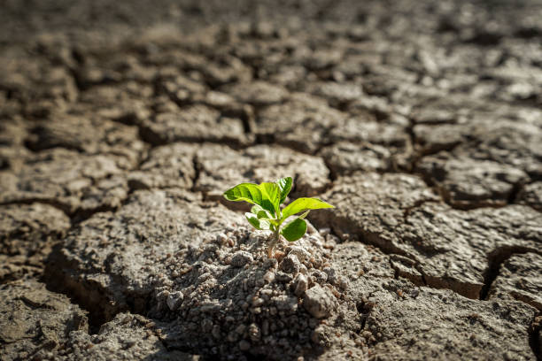 istock Plant grows in cracked soil . 697906296
