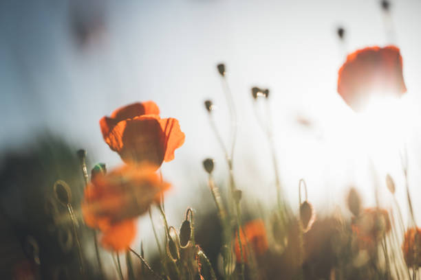 красный мак в красивом закате против сумерек - field poppy single flower flower стоковые фото и изображения