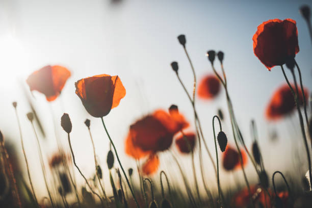 istock Red poppy in beautiful sunset against the dusk 697910076