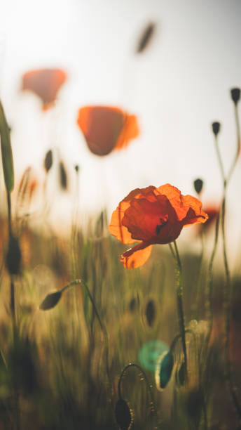 istock Red poppy in beautiful sunset against the dusk 697911576