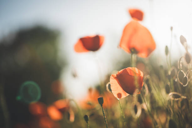 istock Red poppy in beautiful sunset against the dusk 697912658