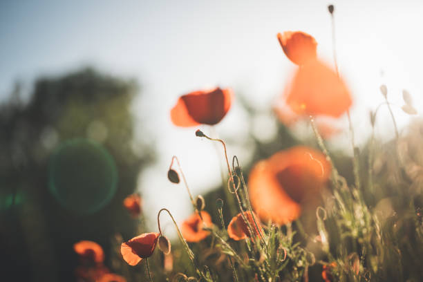 istock Red poppy in beautiful sunset against the dusk 697912820