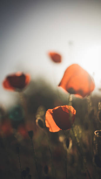 istock Red poppy in beautiful sunset against the dusk 697912936