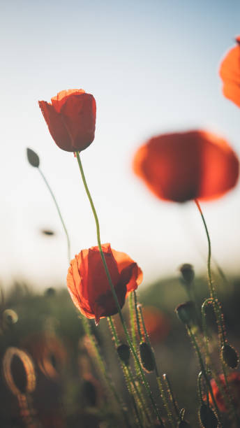 istock Red poppy in beautiful sunset against the dusk 697913554