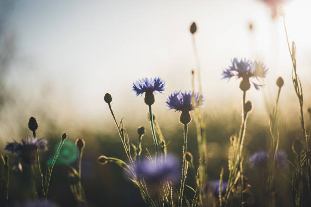 Cornflower in beautiful sunset against the dusk