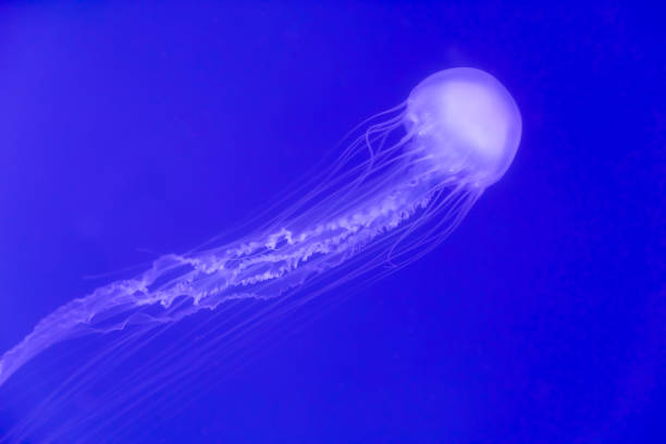 água-viva - box jellyfish - fotografias e filmes do acervo