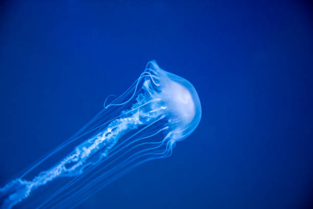 meduse - アンドンクラゲ ストッ��クフォトと画像
