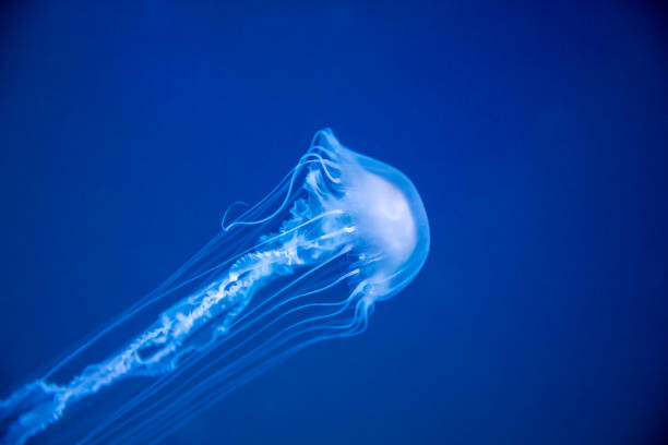 медуза - box jellyfish стоковые фото и изображения