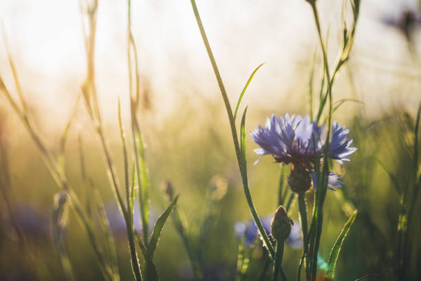 istock Cornflower in beautiful sunset against the dusk 697918272