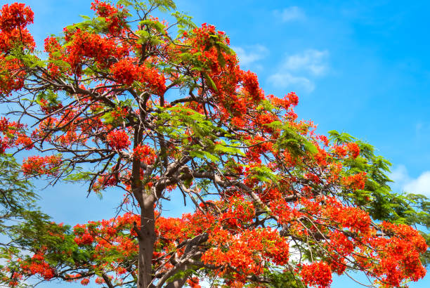 istock Royal Poinciana Tree in bloom 697921346