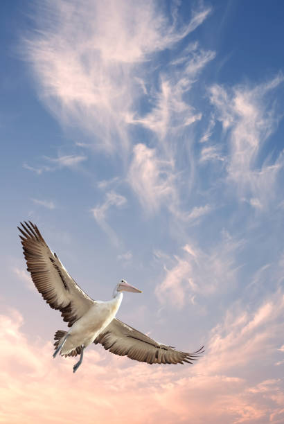 istock Tropical bird over cloudy sky background 697921438