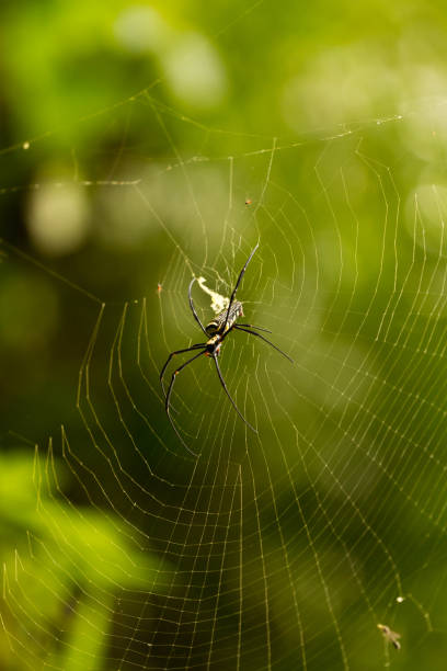 Nephila Maculata, Giant Wood Spider