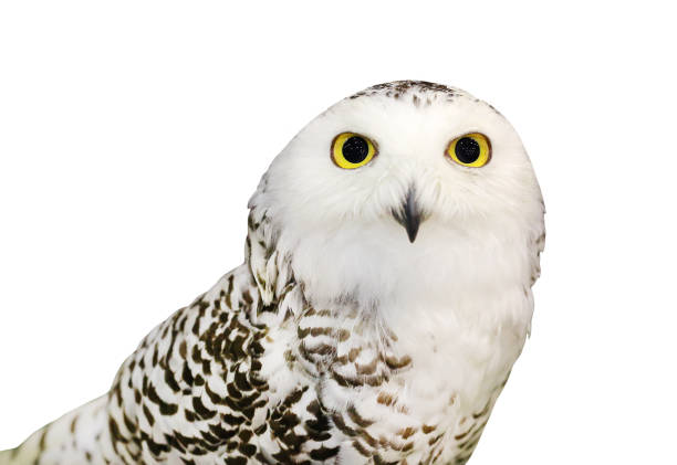 istock Snowy Owl isolated on white background. 697927612