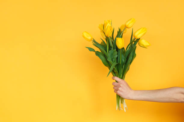 istock Crop hand with yellow tulips 697927616