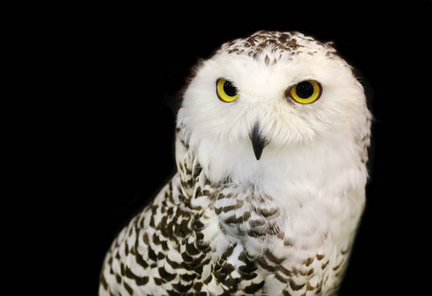 istock Snowy Owl isolated on black background. 697927798