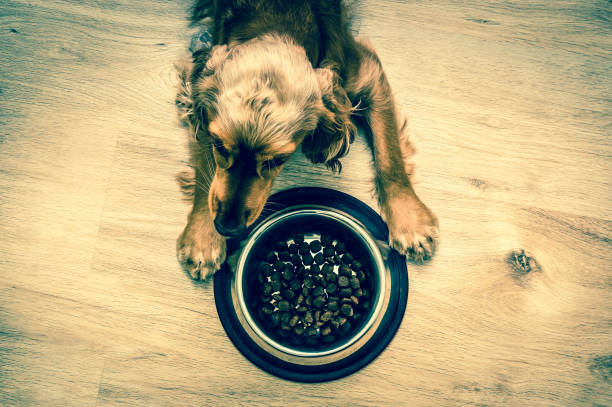 istock Hungry Cocker Spaniel with bowl of granules 697928038