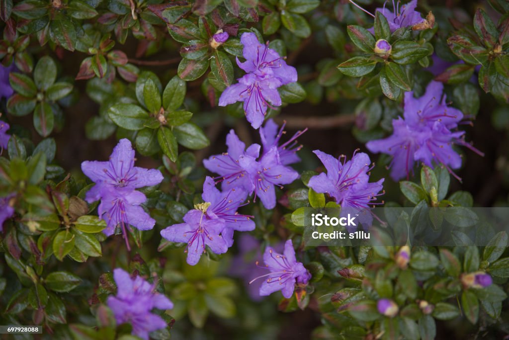 Rhododendron impeditum 'Moerheimii Rhododendron impeditum 'Moerheimii. Purple Blue Rhododendron Azalea Stock Photo