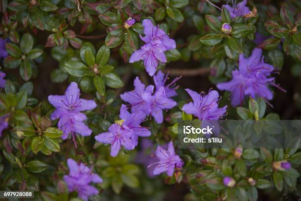 Rhododendron Impeditum Moerheimii Stock Photo - Download Image Now - Azalea, Blossom, Botany