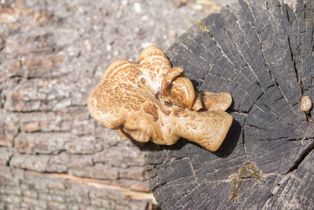 istock Mushroom Tinder fungus. 697928530