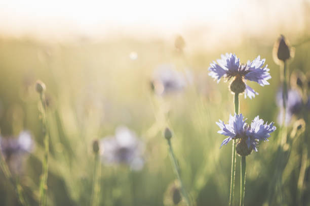 Cornflower in beautiful sunset against the dusk